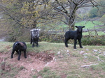SX22228 Little lamb posse.jpg